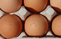 Oeufs